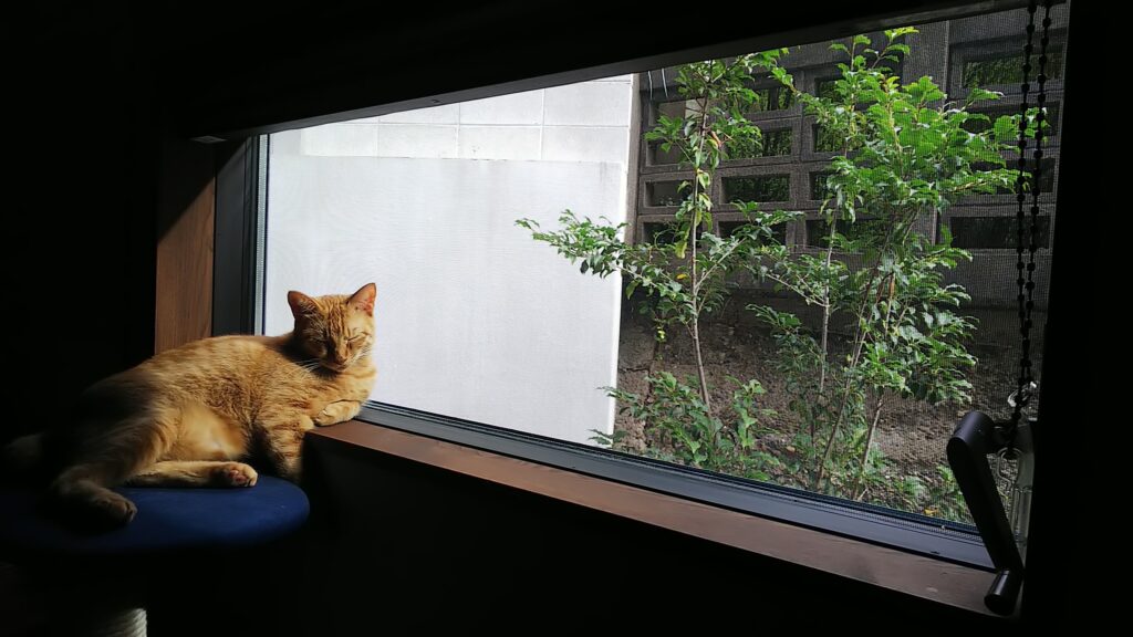 窓際で寝ている猫