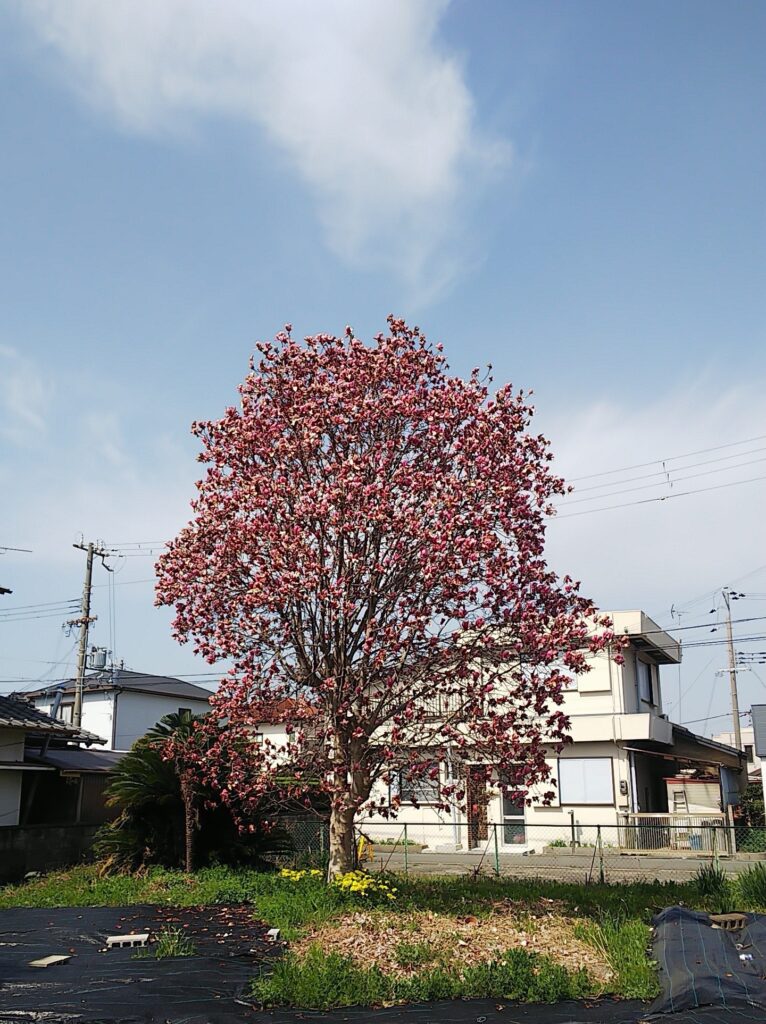 桜