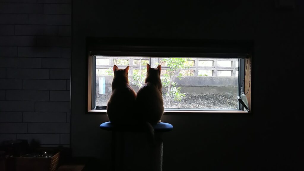 窓の外を見る2匹の猫