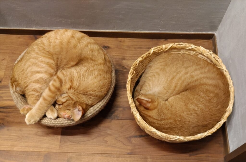 かごの中で丸くなっている2匹の猫