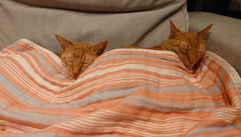 眠っている2匹の猫