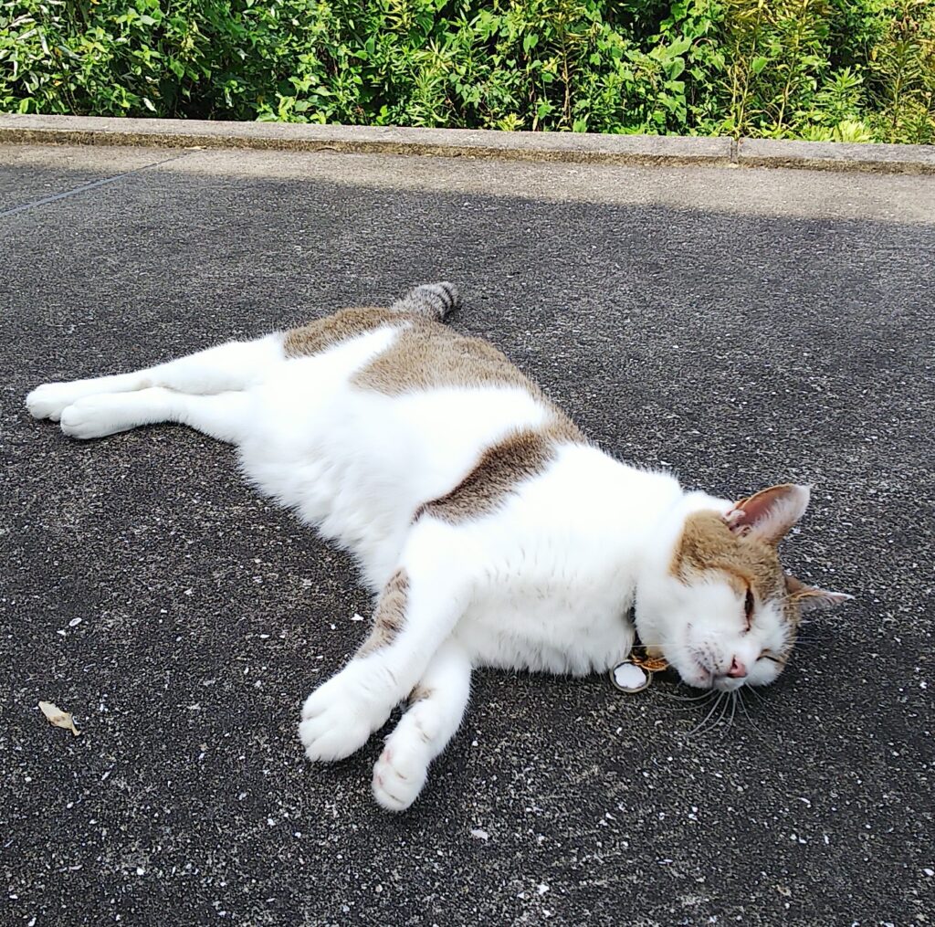 地面に寝転がる猫